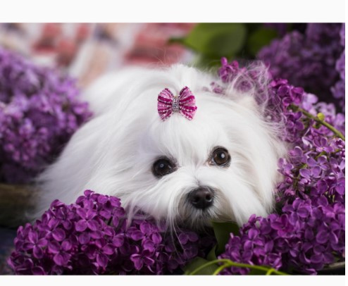 Алмазная мозайка 'Мальтийская болон' (класс.) 20х30 см, на картоне с част. запол. 19 цветов, НД-0964