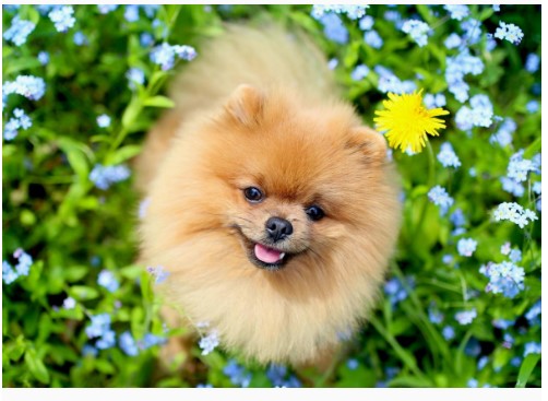 Алмазная мозайка 'Шпиц в незабудках' (класс.) 22х32 см, с подрамником 24 цвета, НД-0828