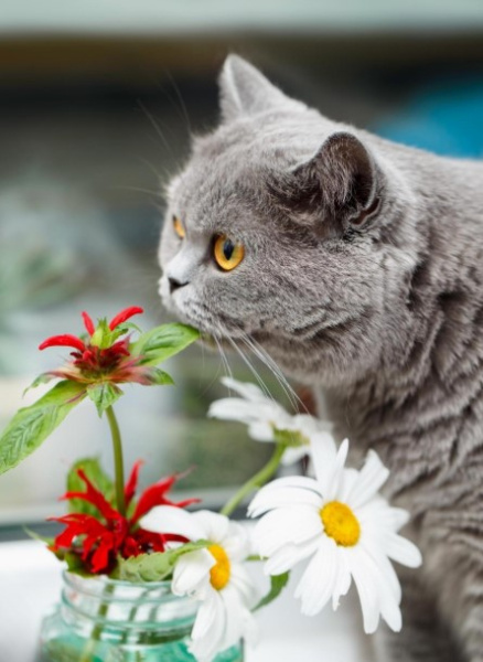 Алмазная мозайка 'Котик нюхает цветы' (блест.) 22х32 см, с подрамником. 24 цвета, НД-0817